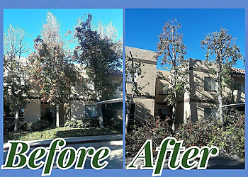 Artistic Tree Services - West Covina, CA Tree Services - Before and After Image