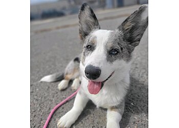 Denver Dog Training Art of the Dog Canine Academy
