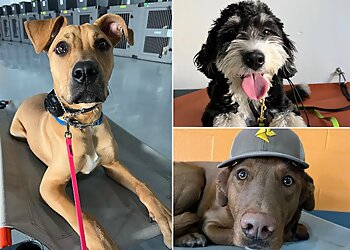 Denver Dog Training Art of the Dog Canine Academy