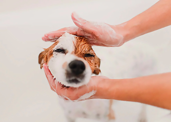 Fort Collins Pet Grooming Ashcroft Pet Resort