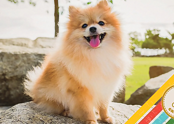 Fort Collins Pet Grooming Ashcroft Pet Resort