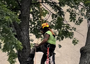 Rochester Tree Services Astorino's Tree Service LLC
