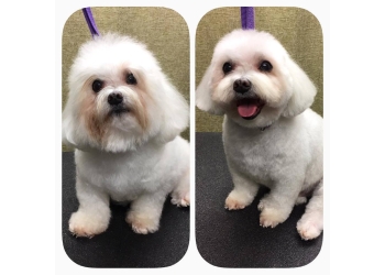 3 Best Pet Grooming in Lincoln, NE - Expert Recommendations