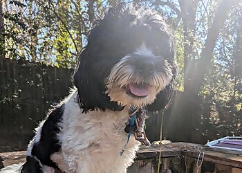 Atlanta Dog Training Atlanta Dog Wizard