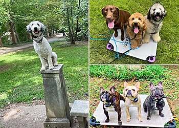 Atlanta Dog Training Atlanta Dog Wizard