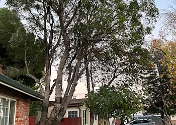 Concord Tree Services Atlas Tree Service Inc.