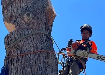 Atlas Tree Service Inc. Concord Tree Services image 1