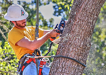 Santa Rosa Tree Services Atlas Tree Surgery, Inc.