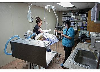 Midland Veterinary Clinics A to Z Veterinary Clinic