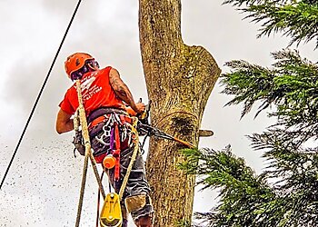 Chesapeake Landscaping Companies Aubrey's Tree Service & Landscaping