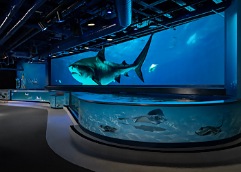 New Orleans Places To See Audubon Aquarium