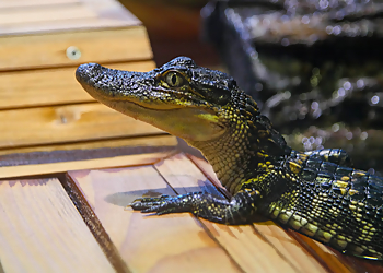 New Orleans Places To See Audubon Aquarium