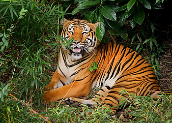 New Orleans Places To See Audubon Zoo