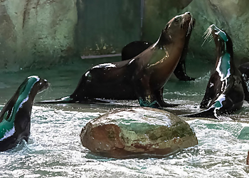 New Orleans Places To See Audubon Zoo