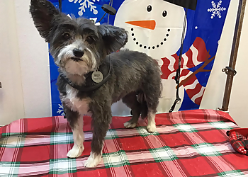 Toledo Pet Grooming Aunt Linda's Pet Grooming