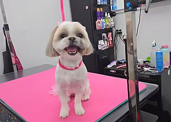 Aurora Pet Grooming Aurora Pet Grooming