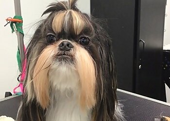 Aurora Pet Grooming Aurora Pet Grooming