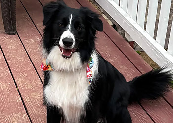 Allentown Pet Grooming Aussie Pet Mobile, Inc.