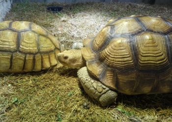 Austin Aquarium - Austin, TX Places To See - Sightseeing Image