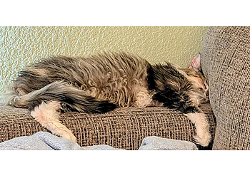 Austin Vet Hospital - Austin, TX Veterinary Clinics