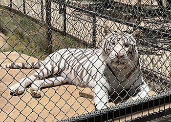 Austin Places To See Austin Zoo