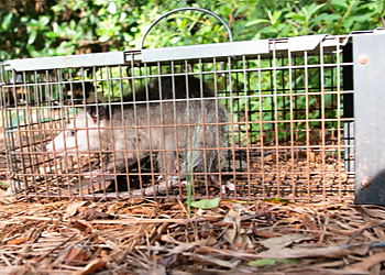 Austin Animal Removal Austin's Wildlife Removal Services