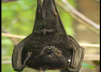 Austin Animal Removal Austin's Wildlife Removal Services