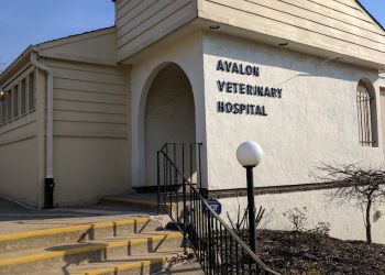 Avalon Veterinary Hospital Pittsburgh Veterinary Clinics