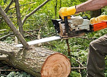 Laredo Tree Services Avante Tree Service