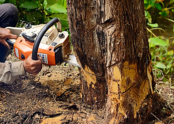 Laredo Tree Services Avante Tree Service