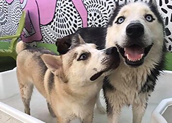 Jacksonville Pet Grooming BARK on PARK