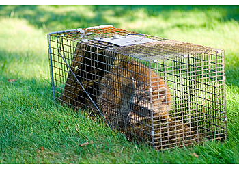 Alexandria Animal Removal BEDR Wildlife Removal