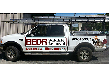 BEDR Wildlife Removal Alexandria Animal Removal image 1