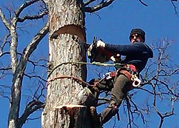 Newark Tree Services BJS Tree Service LLC