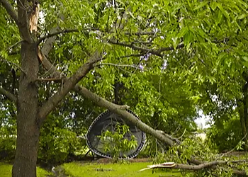 Newark Tree Services BJS Tree Service LLC