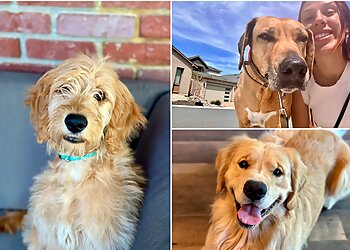 Reno Dog Walkers B PAWSitive Pet Sitting