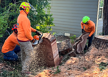 Sacramento Tree Services BP Tree Services LLC.