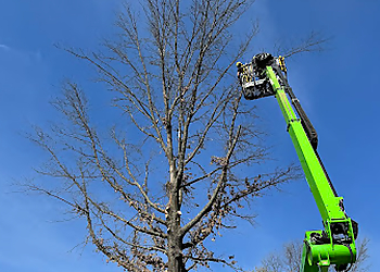 Lexington Tree Services B&R Tree Care