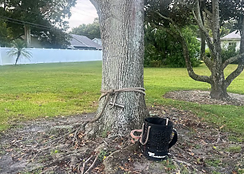 Clearwater Tree Services B&T's Tree Service