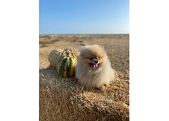 Newport Beach Veterinary Clinics Back Bay Veterinary Hospital