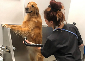 Roseville Pet Grooming Backyard Pet Spa & Boutique