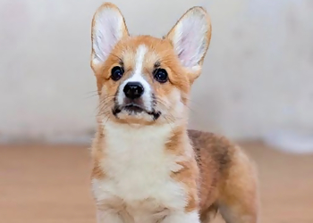 Costa Mesa Pet Stores Bailey's CBD