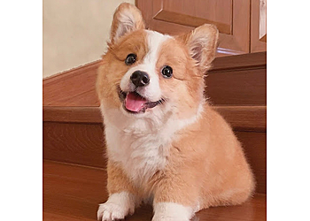 Costa Mesa Pet Stores Bailey's CBD