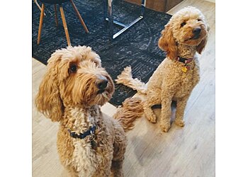 Mesa Dog Training Balanced Pooches In Home Dog Training