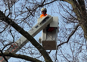 Akron Tree Services Barberton Tree Service