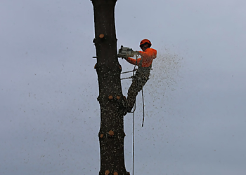 Akron Tree Services Barberton Tree Service