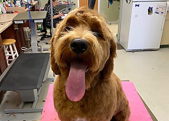 Aurora Pet Grooming Bark-A-Lounge Pet Salon