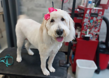 Fayetteville Pet Grooming Bark Avenue