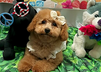 Fayetteville Pet Grooming Bark Avenue