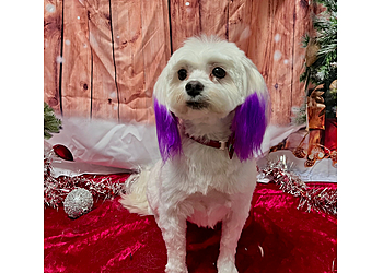 Bark Avenue Fayetteville Pet Grooming image 1